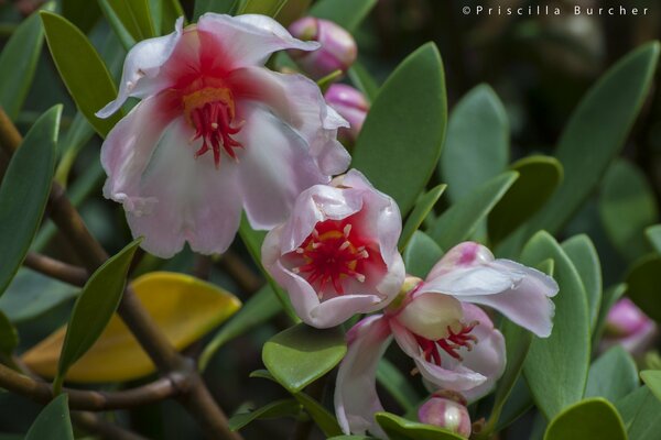 Fleurs charnues de lierre cireux