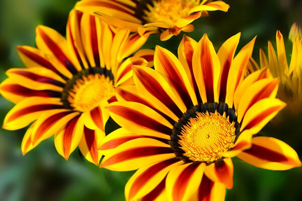 Flores brillantes de Gazania en la fotografía macro con desenfoque de fondo