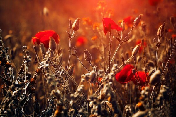 Amapolas rojas en el campo al atardecer