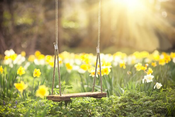 La tan esperada primavera, el sol y los narcisos