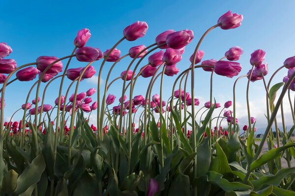 Un champ de tulipes roses comme dans un ensemble, se penchant les uns vers les autres, rappellent l arrivée de la chaleur et les fils des jours d hiver