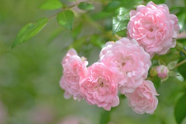 Enlarged branch of a pink rose