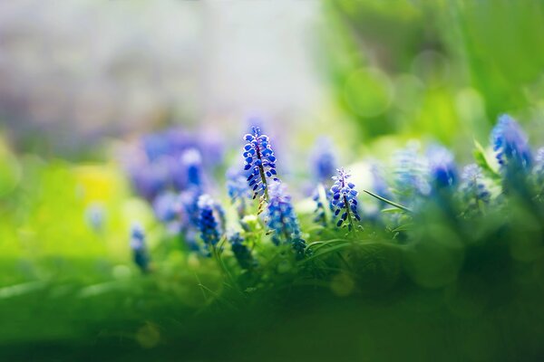 Belle photo de fleurs muscari