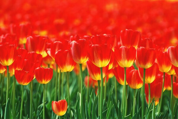 Les tulipes rouges ont l air bien sur le parterre de fleurs