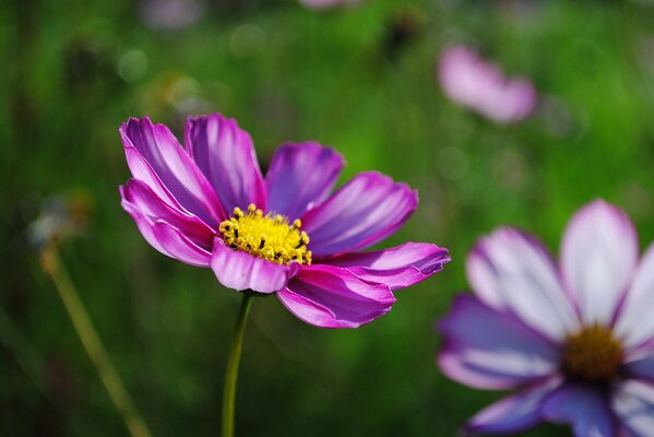 Makro fotografowanie różowych kwiatów