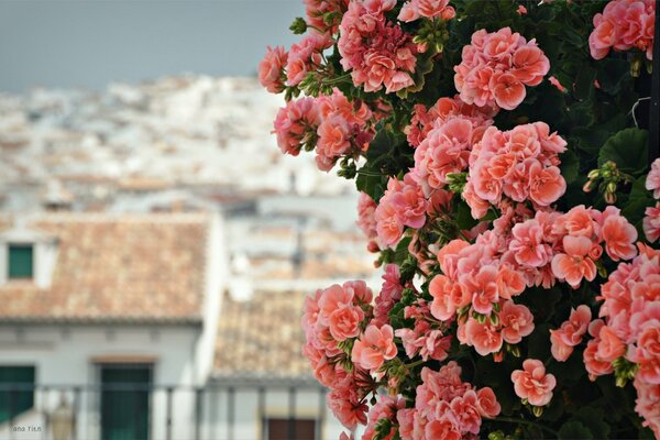 Hermosas flores de geranio de color rosa Coral en el fondo de las casas