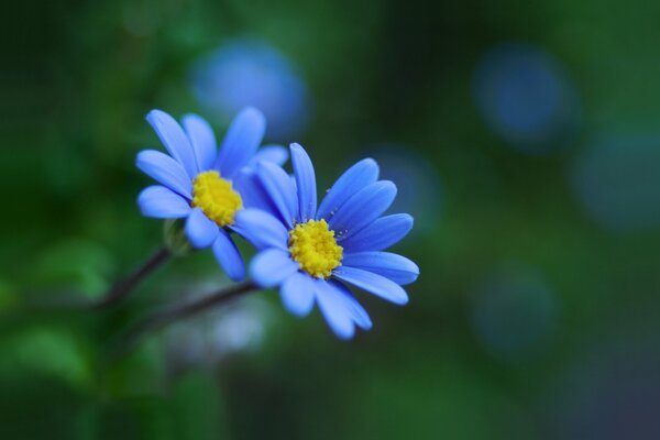 Fondo con flores azules para el Escritorio