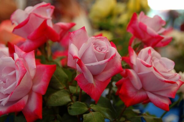 Rosas Rosadas con borde rojo