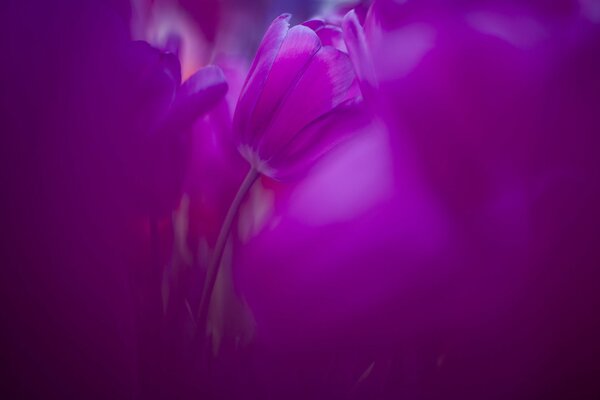 Tulipes rose lilas le matin