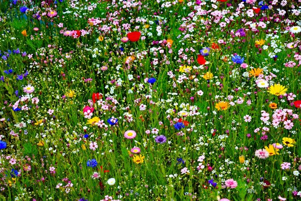 Prado de verano brillante con flores multicolores