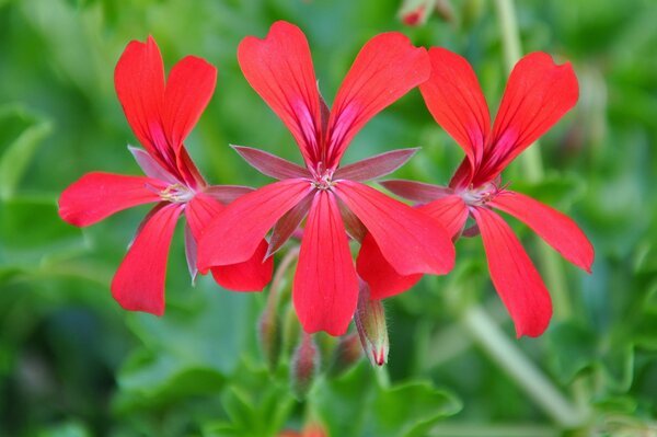 Bright flowers on a bright background