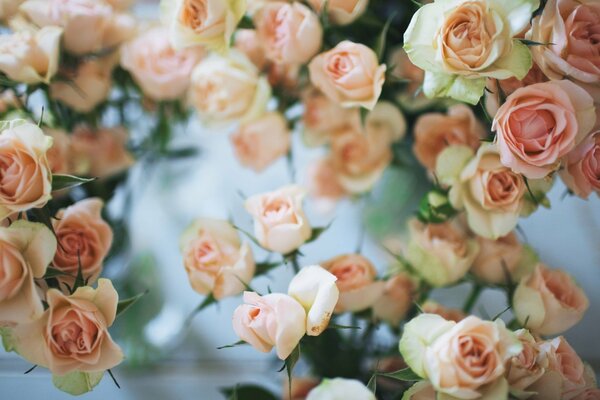 Roses blanches et roses sur fond flou