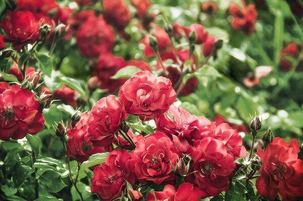 Bush with red roses