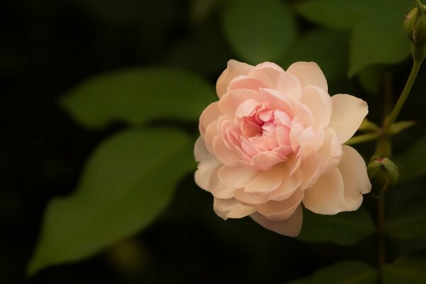 Delicate pale rose on a black background