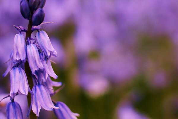 Lilac field bells in summer