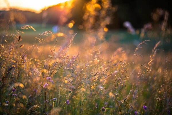 Coucher de soleil sur un champ d été avec des fleurs