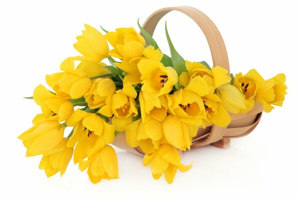 Basket of yellow tulips