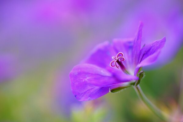 Géranium lilas sur une photo macro