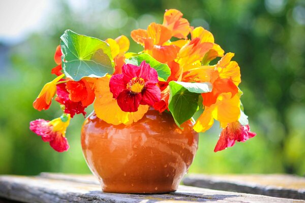 Ramo de flores brillantes en una olla de barro