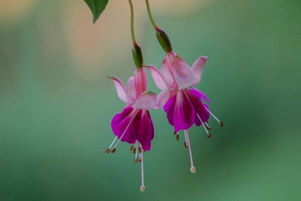 Rosa Fuchsieblüten auf grünem Hintergrund