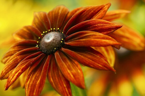 Blume mit rot-orangefarbenen Blütenblättern