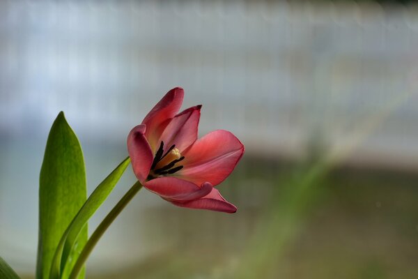 Un tulipán solitario temprano a principios de la primavera, cuya belleza recuerda los próximos días cálidos de primavera