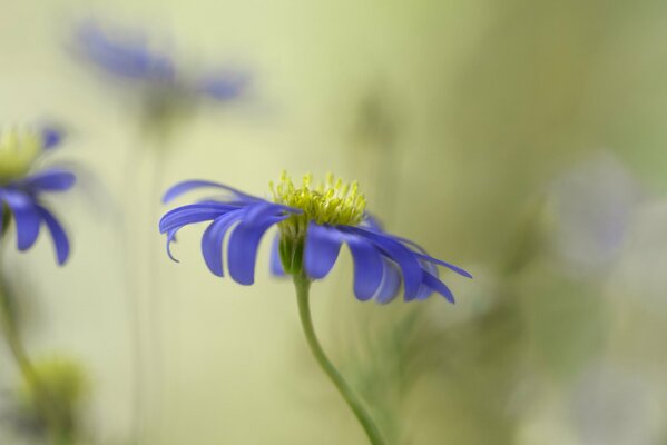 Esempio di foto sfocata di fioritura