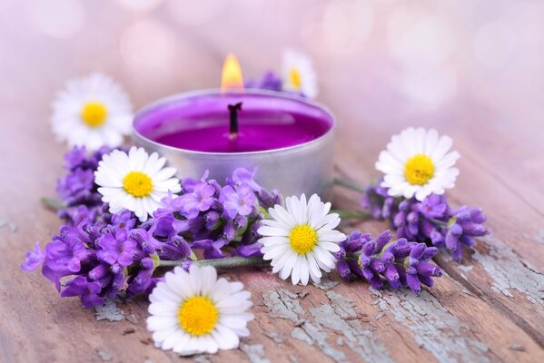 Bougie à thé pourpre et fleurs de lavande et de camomille sur la table