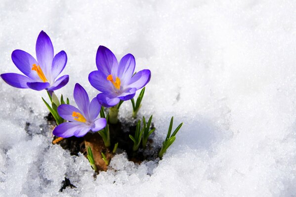 Les bourgeons de Crocus font leur chemin sous la neige