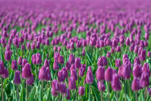 Verschwommenes Feld von Himbeertulpen