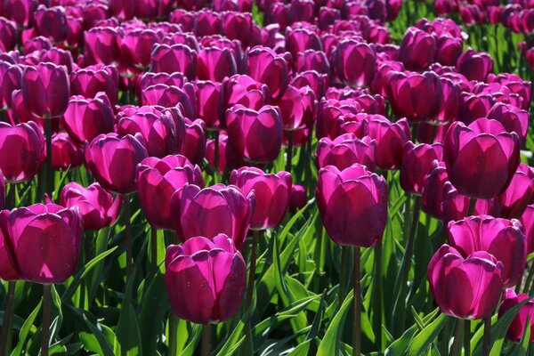 Champ de fleurs de tulipes cramoisies