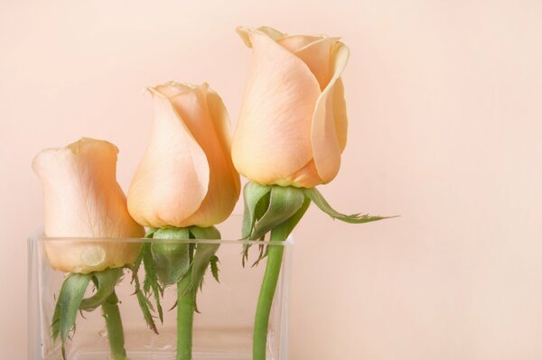 Pink rosebuds in a transparent vase