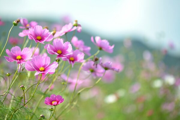 Rosa Blüten des Kosmeus auf der Wiese