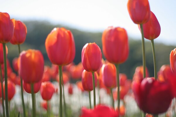 Schönes Feld von roten Tulpen