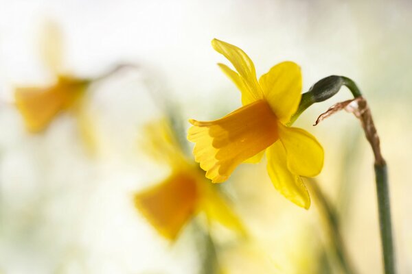 Belles jonquilles jaunes au printemps