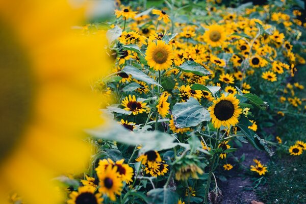 Field of sunflowers widescreen wallpaper