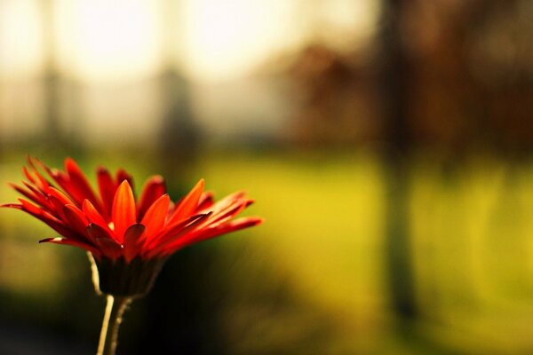 Fleur rouge. fleur sur fond flou