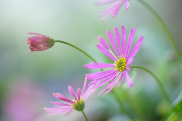 Fleurs sauvages roses dans la nature