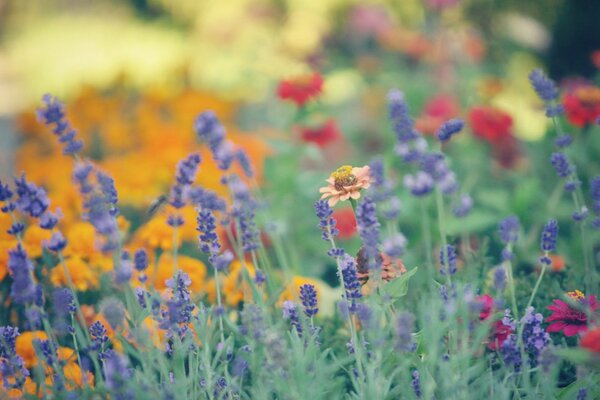 L esthétique des fleurs sauvages en macro