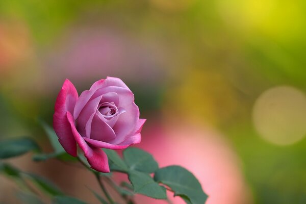 Eine duftende rosa Rose, eine wunderbare Komponente für teures Parfüm und die Schaffung unvergesslicher Düfte