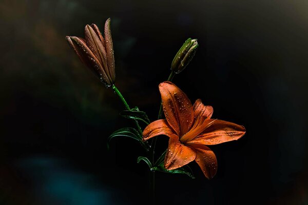 Pelirroja Lily en gotas de rocío