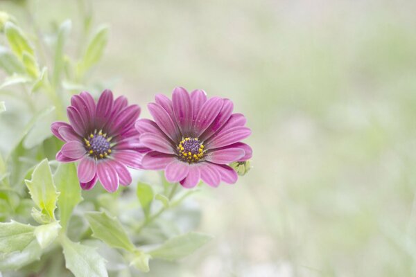 Fleurs pourpres avec des feuilles vertes