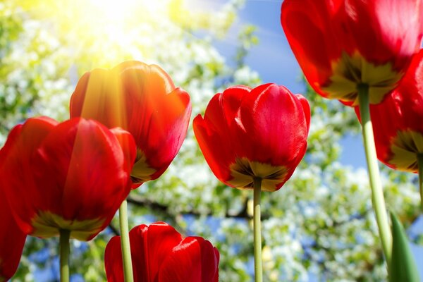 Rote Tulpen auf dem Hintergrund der Frühlingssonne