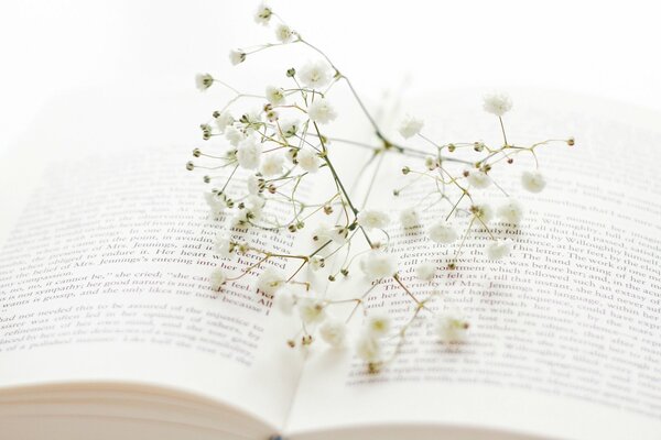 A white twig in books about love