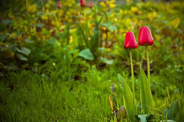 Tulpen wachsen im Garten