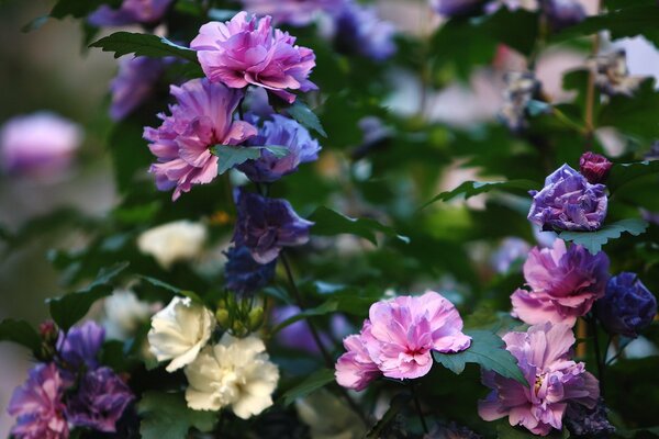 Evening images of a flower bush