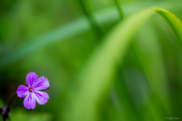 Small lilac buttercups on a green background. Sweetness, joy, youth and naturalness