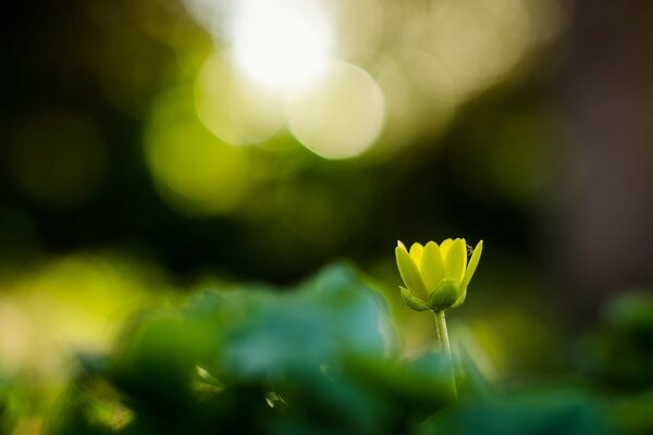 Fleur verte sur fond flou