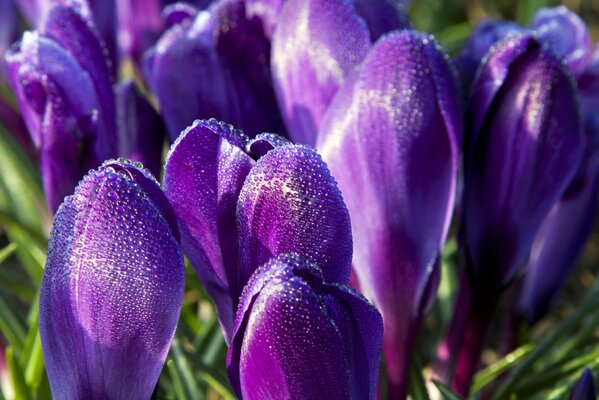 Purple crocuses with dew on the petals