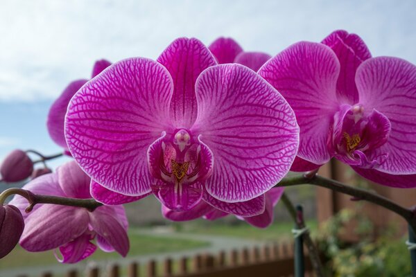 Orchid flowers in macro photography